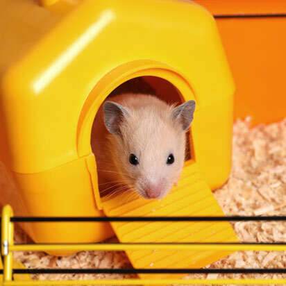 kaefigzubehoer kleintiere bubblenavibanner 412x412